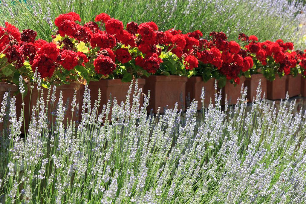 Agriturismo Cignan Rosso Villa Castellina in Chianti Esterno foto